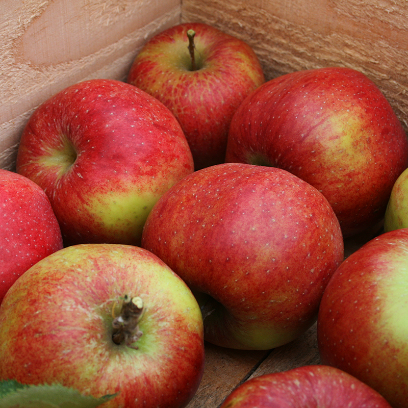 Imperial Fuji Apples from The Fruit Company